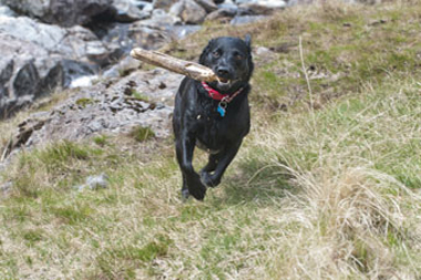 Potters Barn and Well Cottage Dog Friendly Holiday Accommodation, The Lake District, UK